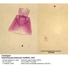 /filer/webapps/moths_gc/media/images/T/tribhuvani_Phyllonorycter_GF_HT_1438_EIHU.jpg