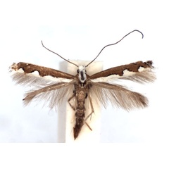 /filer/webapps/moths_gc/media/images/S/scalariella_Dialectica_A_WJDP.jpg