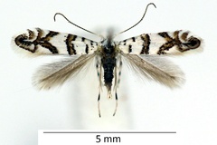 Phyllonorycter joannisi