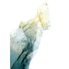 /filer/webapps/moths_gc/media/images/C/cramerella_Conopomorpha_apophyses_RMCA650.jpg