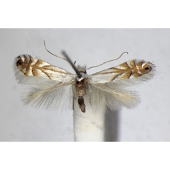 /filer/webapps/moths_gc/media/images/H/heegeriella_Phyllonorycter_.A_ZSM_3.jpg