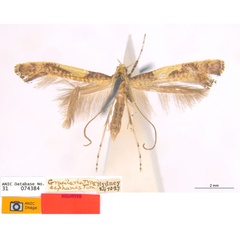 /filer/webapps/moths_gc/media/images/E/ecphanes_Caloptilia_HT_ANIC.jpg