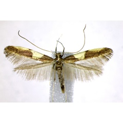 /filer/webapps/moths_gc/media/images/B/bimaculatella_Caloptilia_AM_Landry.jpg