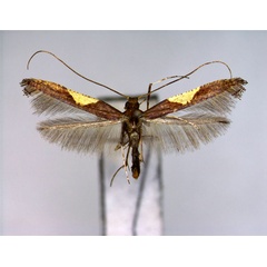 /filer/webapps/moths_gc/media/images/W/wakayamensis_Caloptilia_A_EIHU.jpg