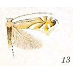 /filer/webapps/moths_gc/media/images/O/obscuricostella_Phyllonorycter_A_Braun_21-13.jpg
