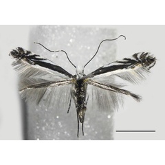 /filer/webapps/moths_gc/media/images/B/baranchikovi_Micrurapteryx_PT_NK-10-3_Kirichenko-et-al_2021_140.jpg