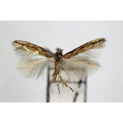 /filer/webapps/moths_gc/media/images/I/issikii_Phyllonorycter_PT_ZSM_2.jpg