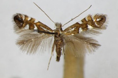 Phyllonorycter lantanella