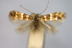 Phyllonorycter tristrigella