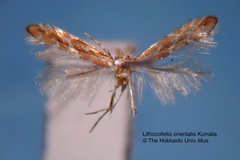 Phyllonorycter orientalis
