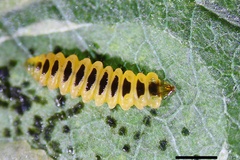 Cameraria riparia