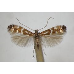 /filer/webapps/moths_gc/media/images/F/fraxinella_Phyllonorycter_A_ZSM.jpg