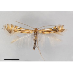 /filer/webapps/moths_gc/media/images/E/elongata_Phyllocnistis_HT_Cerdena-etal_2022_199.jpg