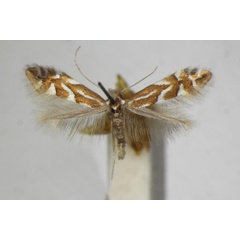 /filer/webapps/moths_gc/media/images/D/dubitella_Phyllonorycter_A_ZSM_4.jpg