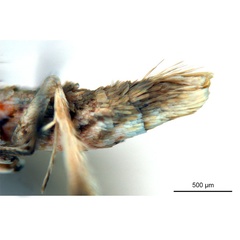 /filer/webapps/moths_gc/media/images/X/xerocarpa_Epicephala_PTM_abdomen_ANIC.jpg