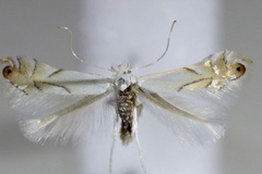 Phyllonorycter harrisella