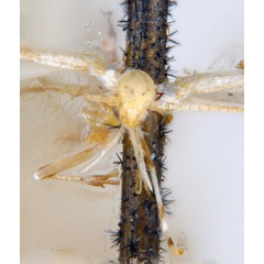 /filer/webapps/moths_gc/media/images/P/pertenuis_Acrocercops_HT_head_ANIC.jpg
