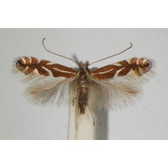 /filer/webapps/moths_gc/media/images/C/cydoniella_Phyllonorycter_A_ZSM.jpg