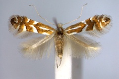 Phyllonorycter cavella