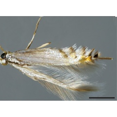 /filer/webapps/moths_gc/media/images/A/abatiae_Phyllocnistis_HT_ZMHB.jpg