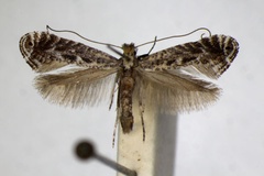 Parornix finitimella