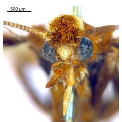/filer/webapps/moths_gc/media/images/M/myopora_Kallia_HT_head1_De-Prins-etal_2025_294.jpg