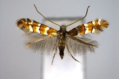 Chrysaster hagicola