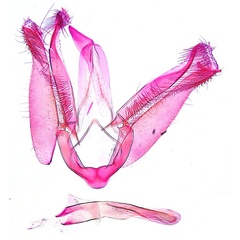 /filer/webapps/moths_gc/media/images/D/desmodiella_Liocrobyla_GM1_ANIC.jpg