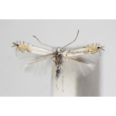 /filer/webapps/moths_gc/media/images/X/xenia_Phyllocnistis_A_ZSM.jpg