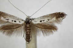 Ornixola caudulatella