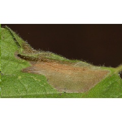 /filer/webapps/moths_gc/media/images/H/holodisci_Phyllonorycter_mine_Eiseman-et-Davis_2020_218_2.jpg