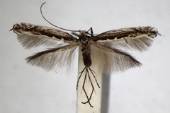 Micrurapteryx gradatella