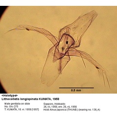 /filer/webapps/moths_gc/media/images/L/longispinata_Phyllonorycter_GM_HT_275_EIHU.jpg