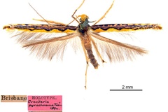 Cuphodes pyrochroma