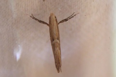 Dextellia dorsilineella