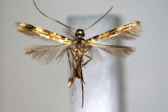 Chrysocercops vaticae