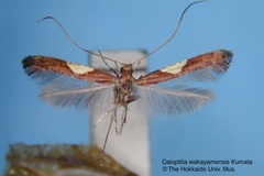 Caloptilia wakayamensis
