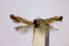 Phyllonorycter belotella