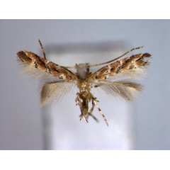 /filer/webapps/moths_gc/media/images/P/pongamiae_Cameraria_PT_EIHU.jpg