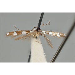/filer/webapps/moths_gc/media/images/A/aeglophanes_Acrocercops_HT_ANIC31-087243_wing.jpg