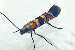 Philodoria auromagnifica