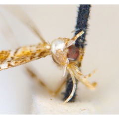 /filer/webapps/moths_gc/media/images/C/clisiophora_Acrocercops_ST1_head_ANIC.jpg
