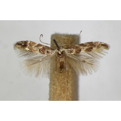 /filer/webapps/moths_gc/media/images/S/sagitella_tremulae_Phyllonorycter_A_ZSM_2.jpg