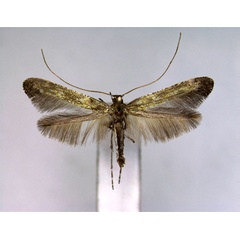 /filer/webapps/moths_gc/media/images/U/ulmi_Caloptilia_PT_EIHU.jpg