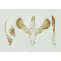 /filer/webapps/moths_gc/media/images/F/fribergensis_Caloptilia_Plant_2022_35c.jpg
