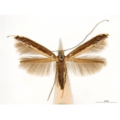 /filer/webapps/moths_gc/media/images/A/australis_Ornica_A115F_ANIC.jpg