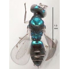 /filer/webapps/moths_gc/media/images/B/berberidella_Phyllonorycter_parasitoid6_Nunes-etal_2026_146.jpg