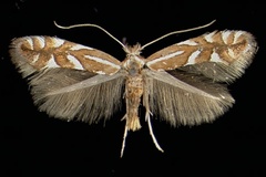 Phyllonorycter cydoniella