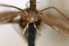 Aristaea acares