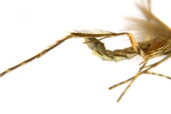 Diphtheroptila glochidia